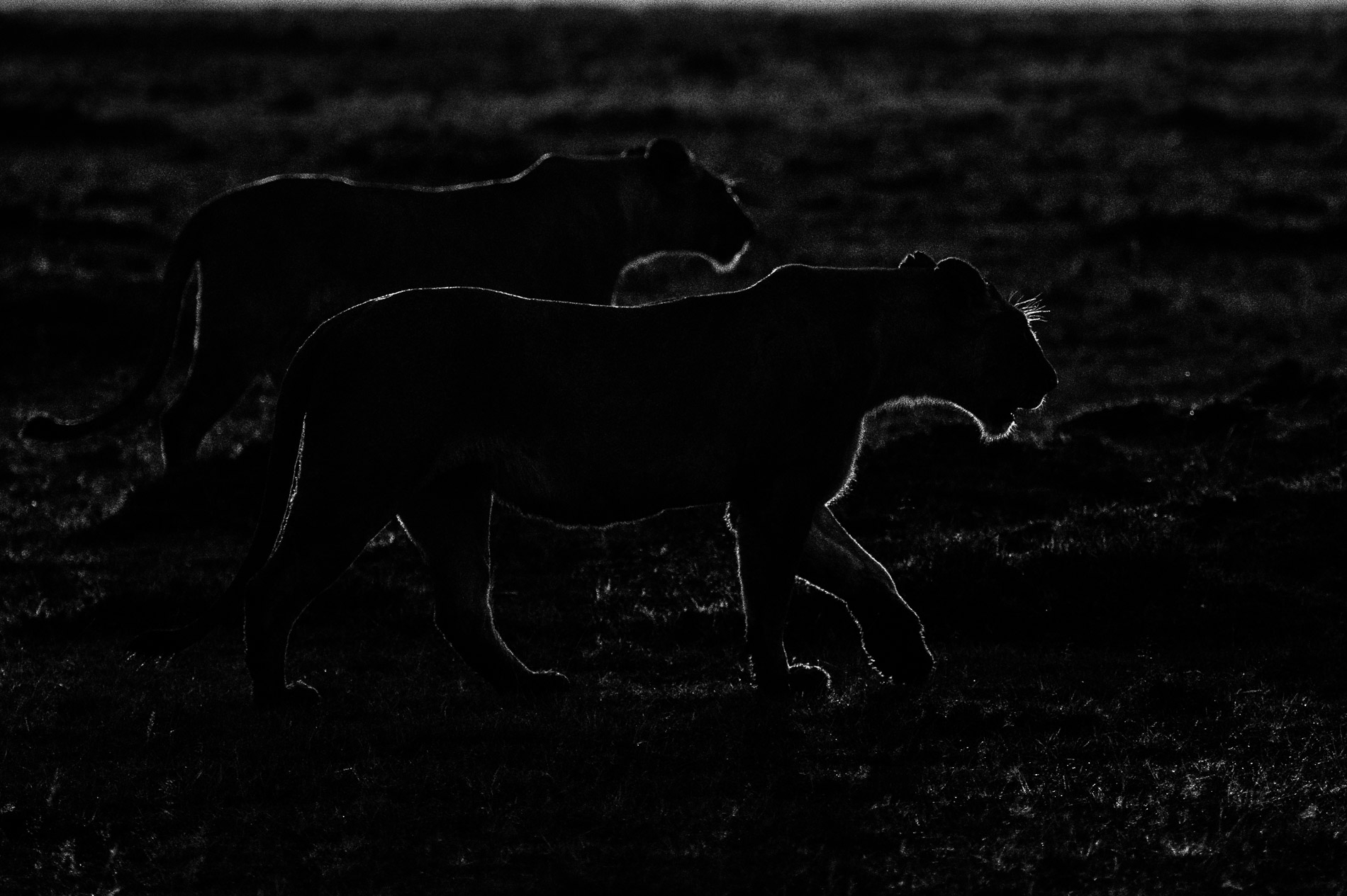 Lionnes en chasse au petit-matin, à contre-jour. Kenya, Masaï-Mara. Noir&Blanc.