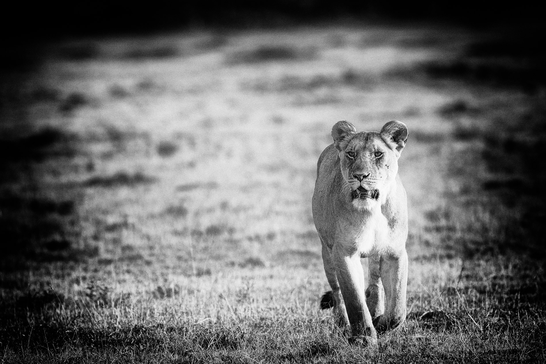 Lionne en chasse . Kenya, Masaï-Mara. Noir&Blanc.