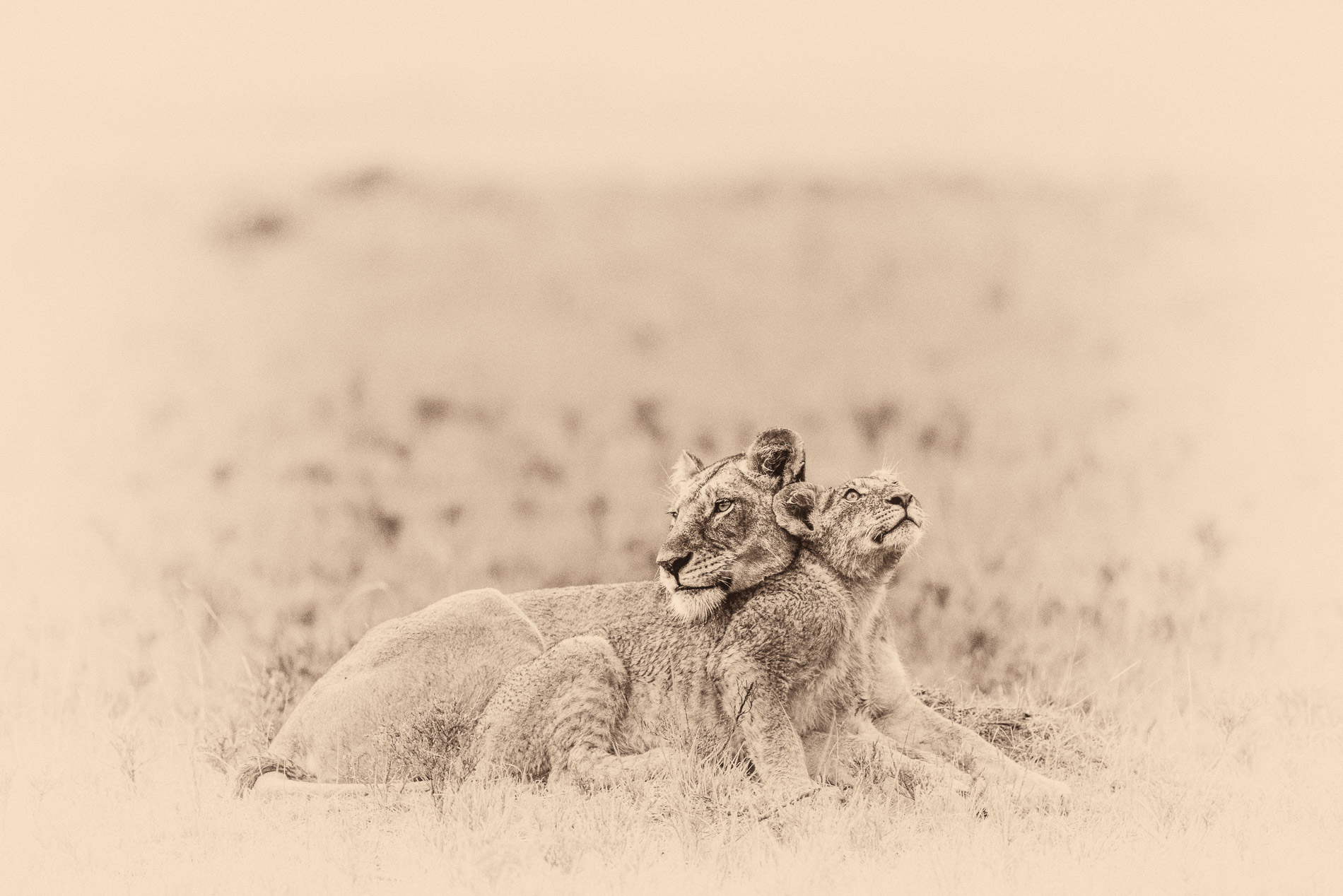 Calins de lions entre un petit et sa mère. Kenya, Masaï-Mara.