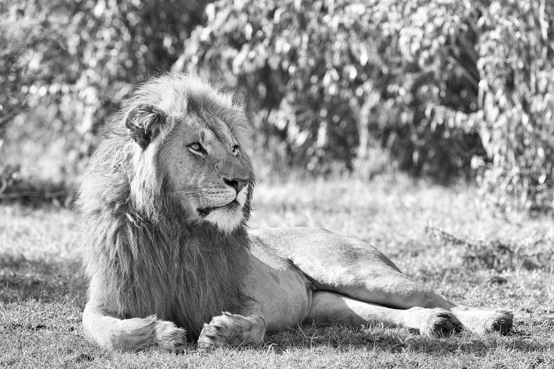 Portrait de lion mâle adulte. Kenya, Masaï-Mara. Noir&Blanc.