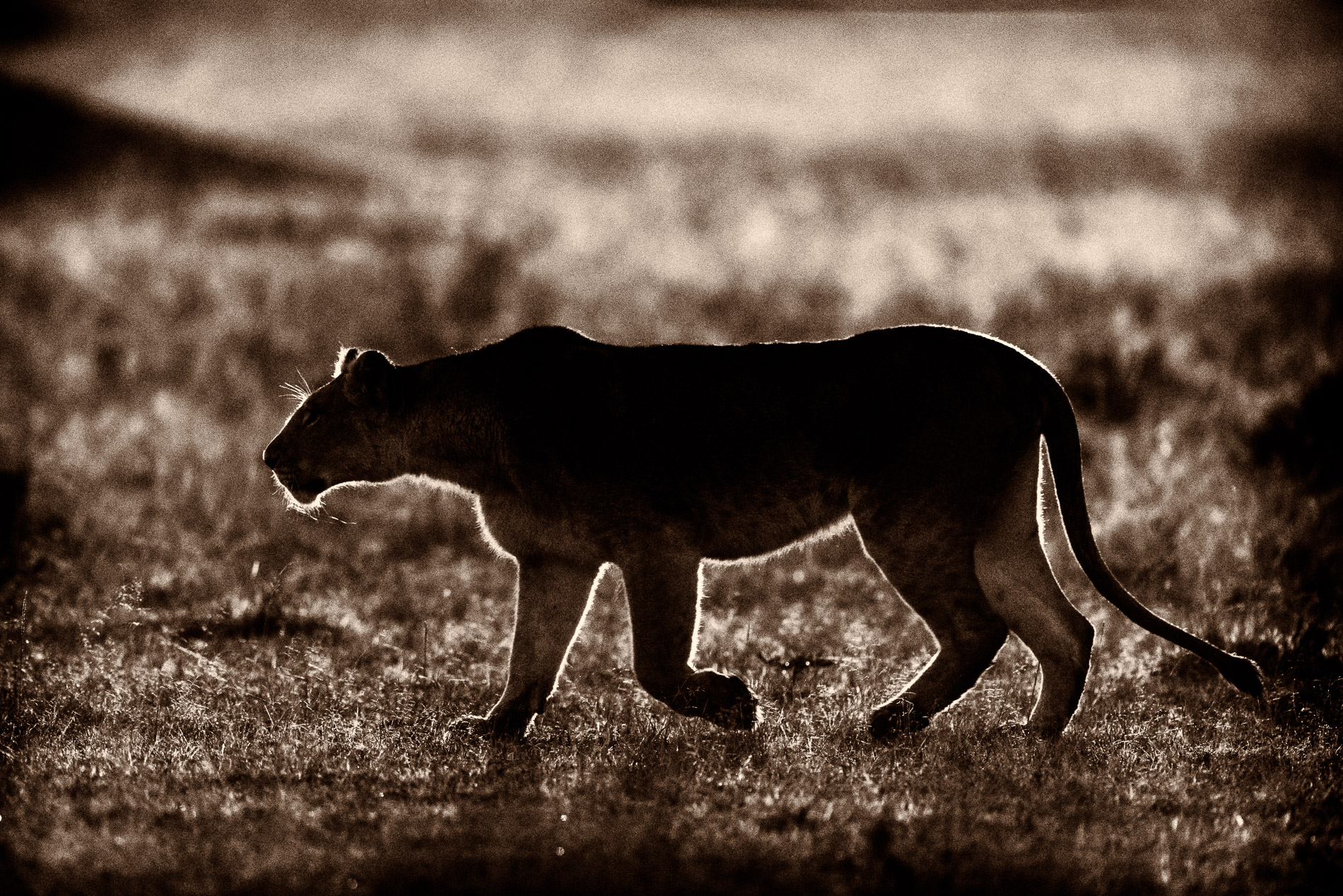Lionne en chasse au petit-matin, à contre-jour. Kenya, Masaï-Mara.
