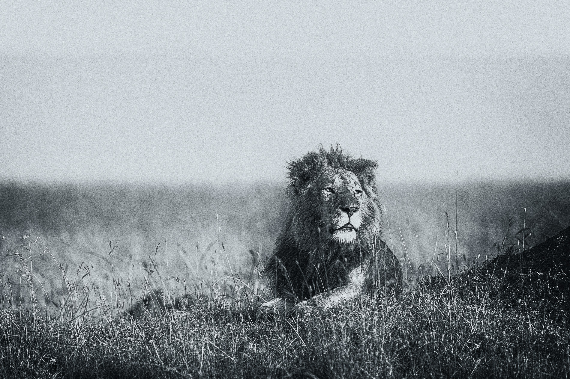 Lion solitaire. Masaï-Mara, Kenya. Noir & Blanc.