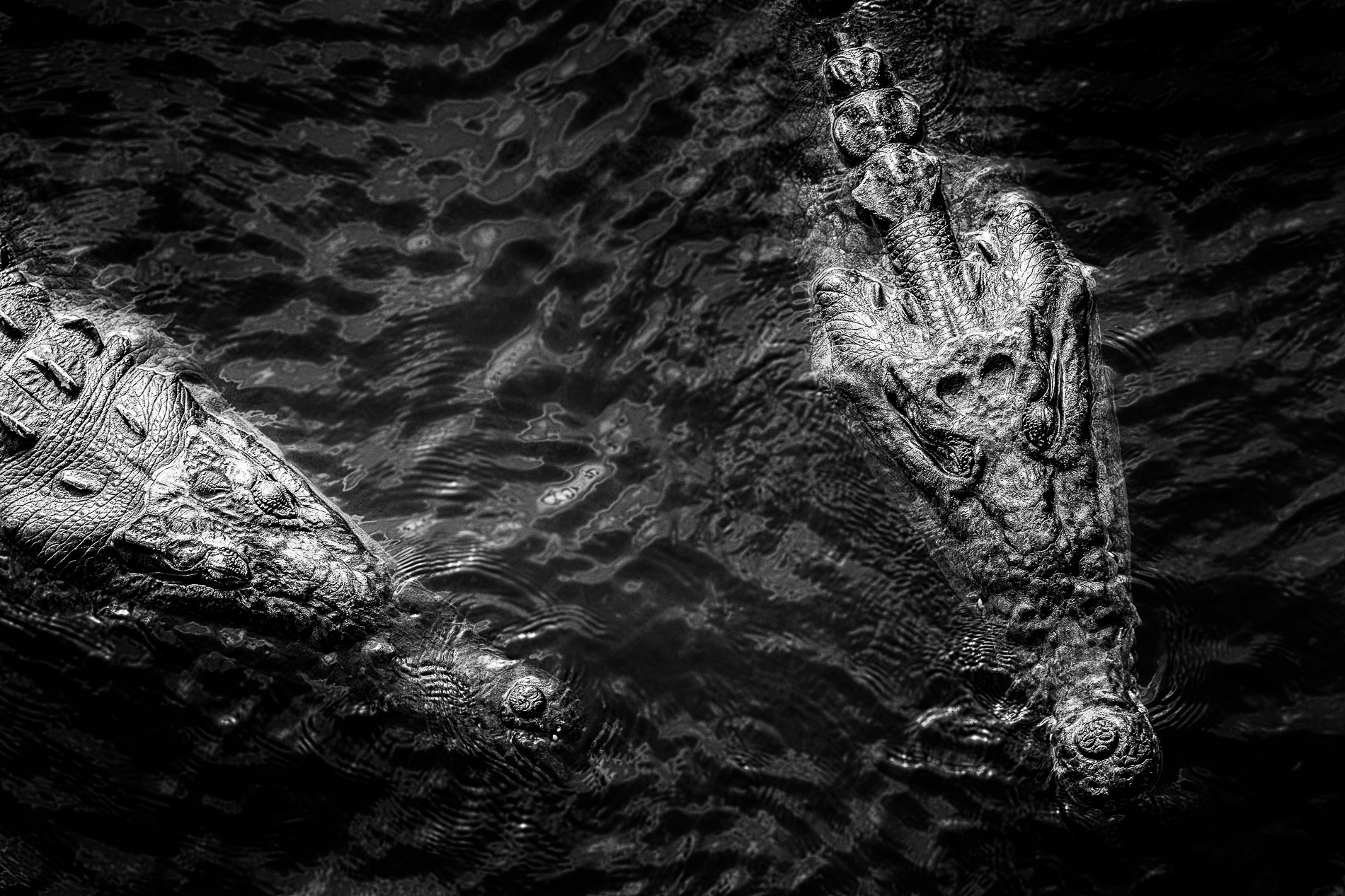 American crocodile, Costa-Rica.