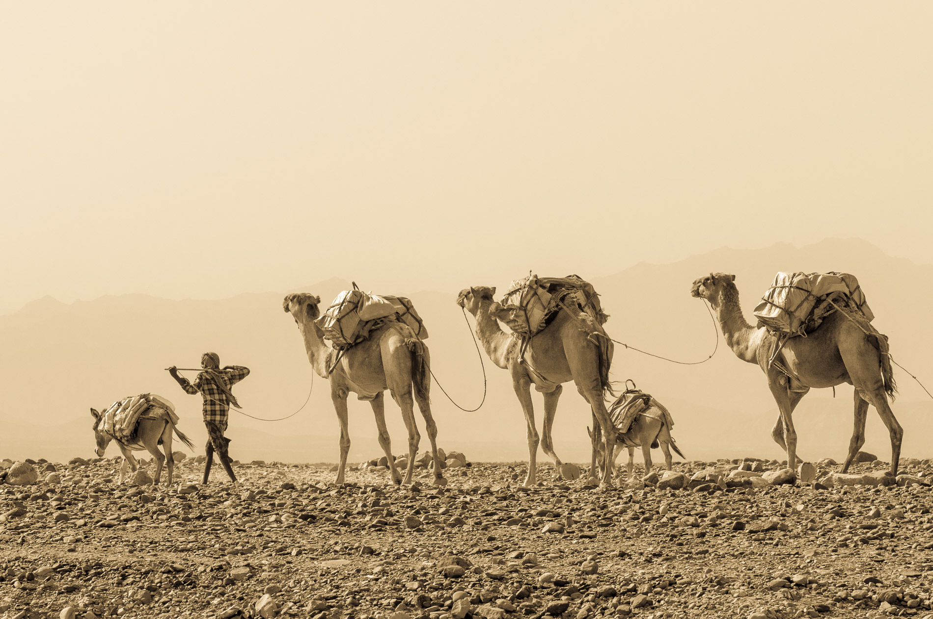 Caravane de sel de retour du Lac Karoum, Ethiopie.
