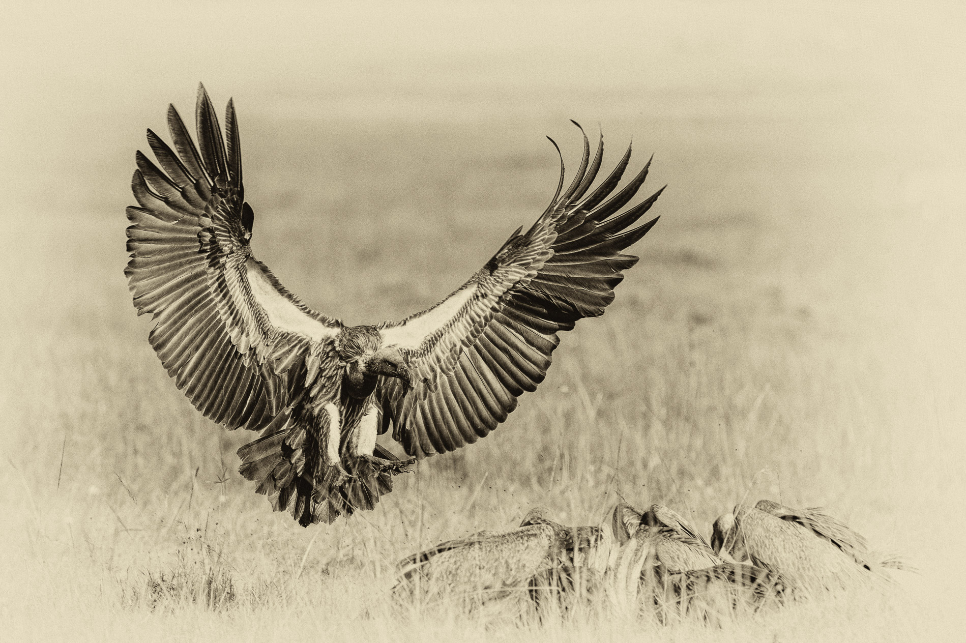 Aterrissage d'un Vautour Africain sur une carcasse. N&B. Masaï-Mara, Kenya.