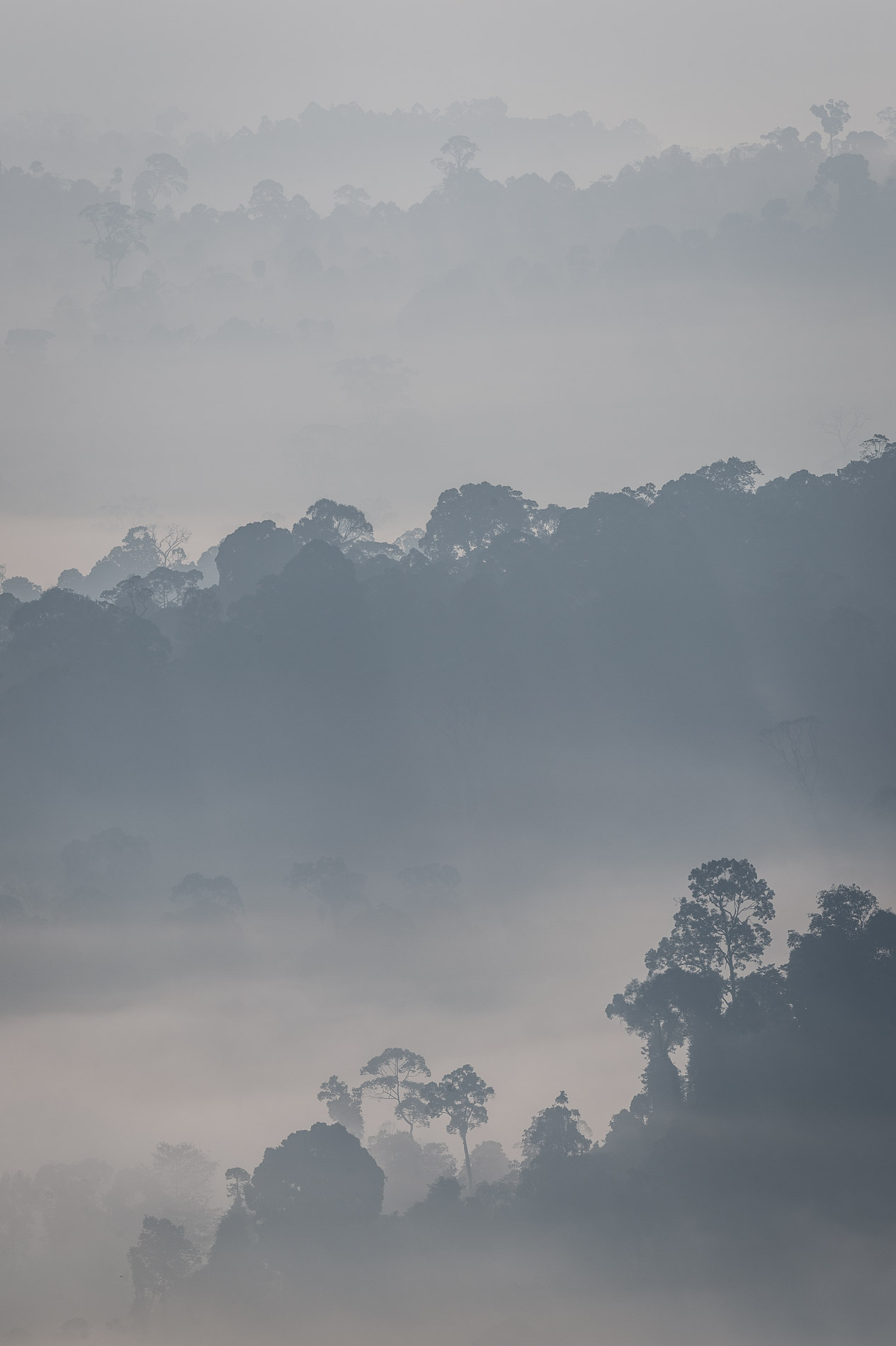 Soleil levant sur la foret primaire de Borneo.