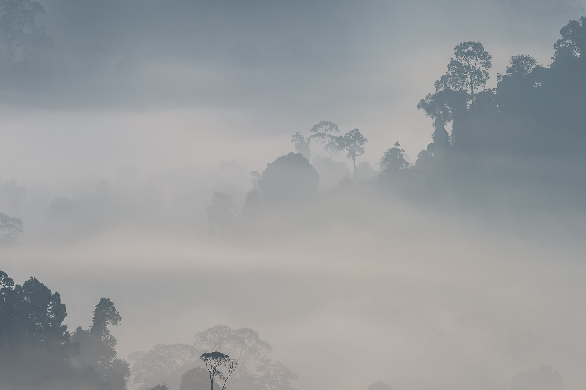 Soleil levant sur la foret primaire de Borneo.