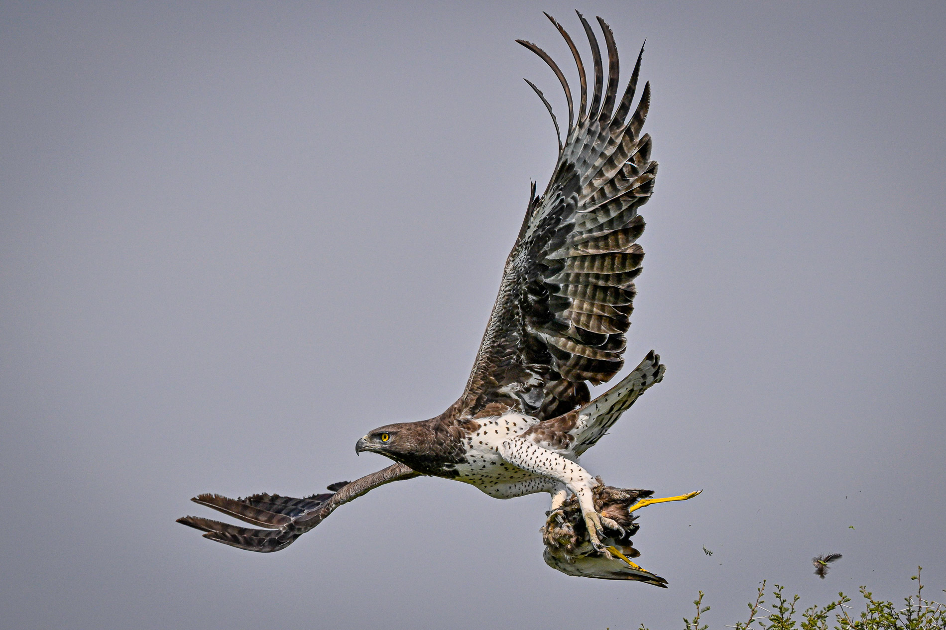 Aigle Martial avec sa proie. Désert du Kalaharii, Botswana.