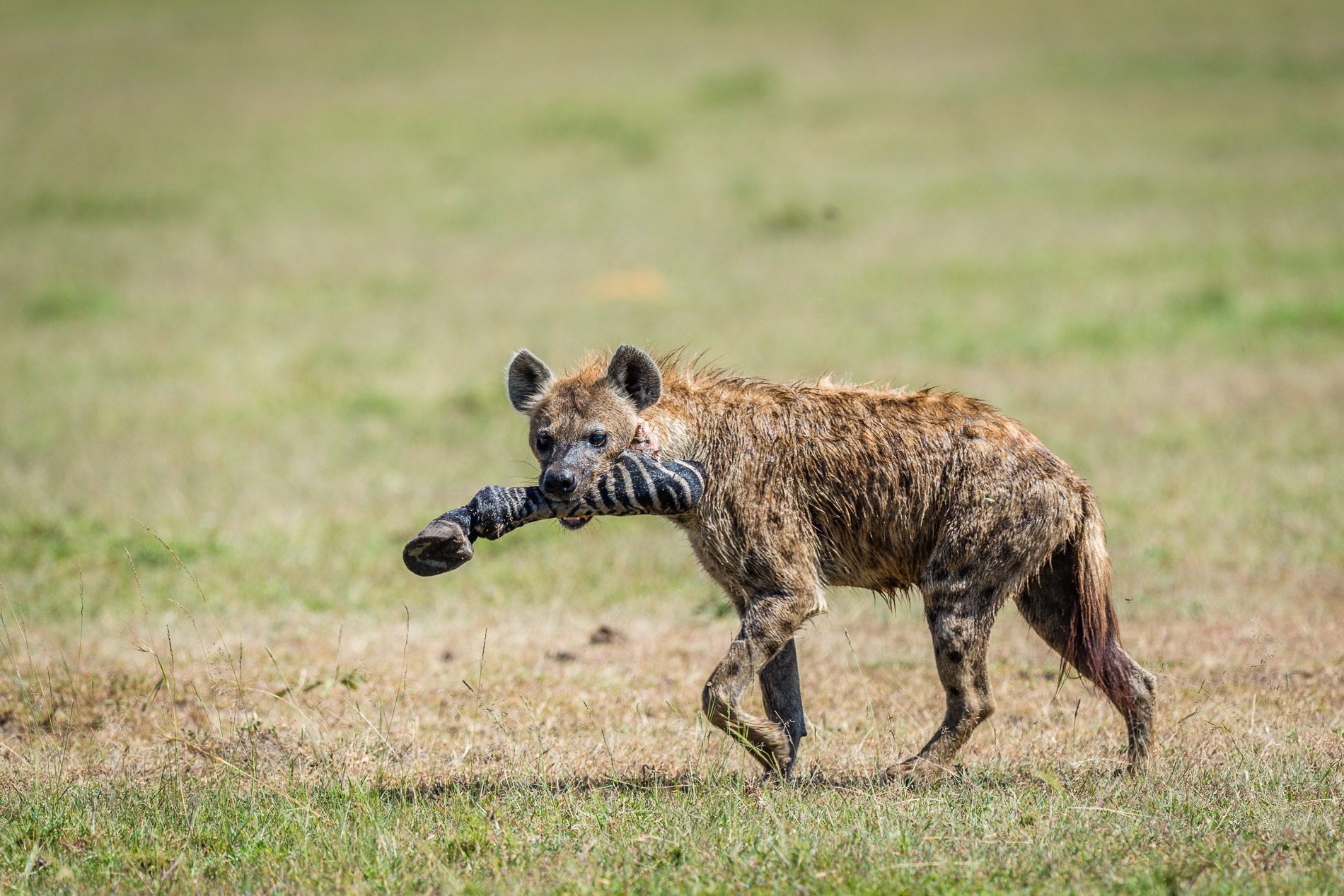 Pas de pitié pour les plus faibles. Hyène tachetée avec une patte de zèbre entre les dents. Kenya, Masaï-Mara. Masaï-Mara, Kenya.