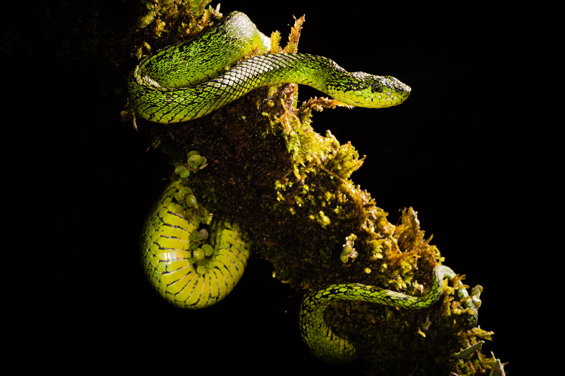 Talamancan palm pitviper sur une branche moussue. Costa-Rica.