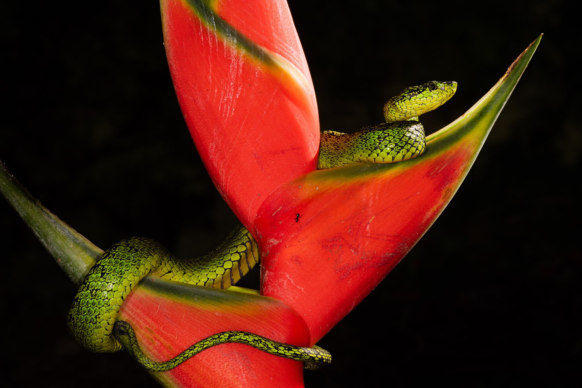 Talamancan palm pitviper sur une fleur rouge. Costa-Rica.