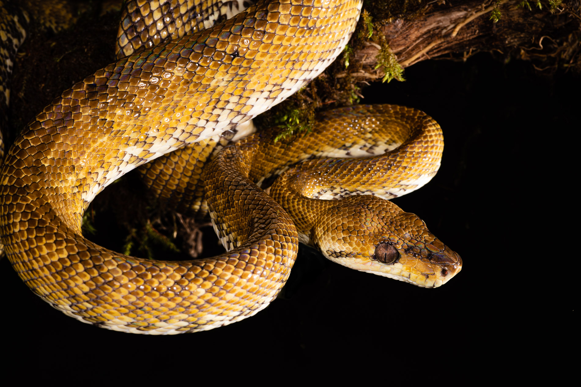 Mangrove tree boa enroulé sur une branche. Costa-Rica.