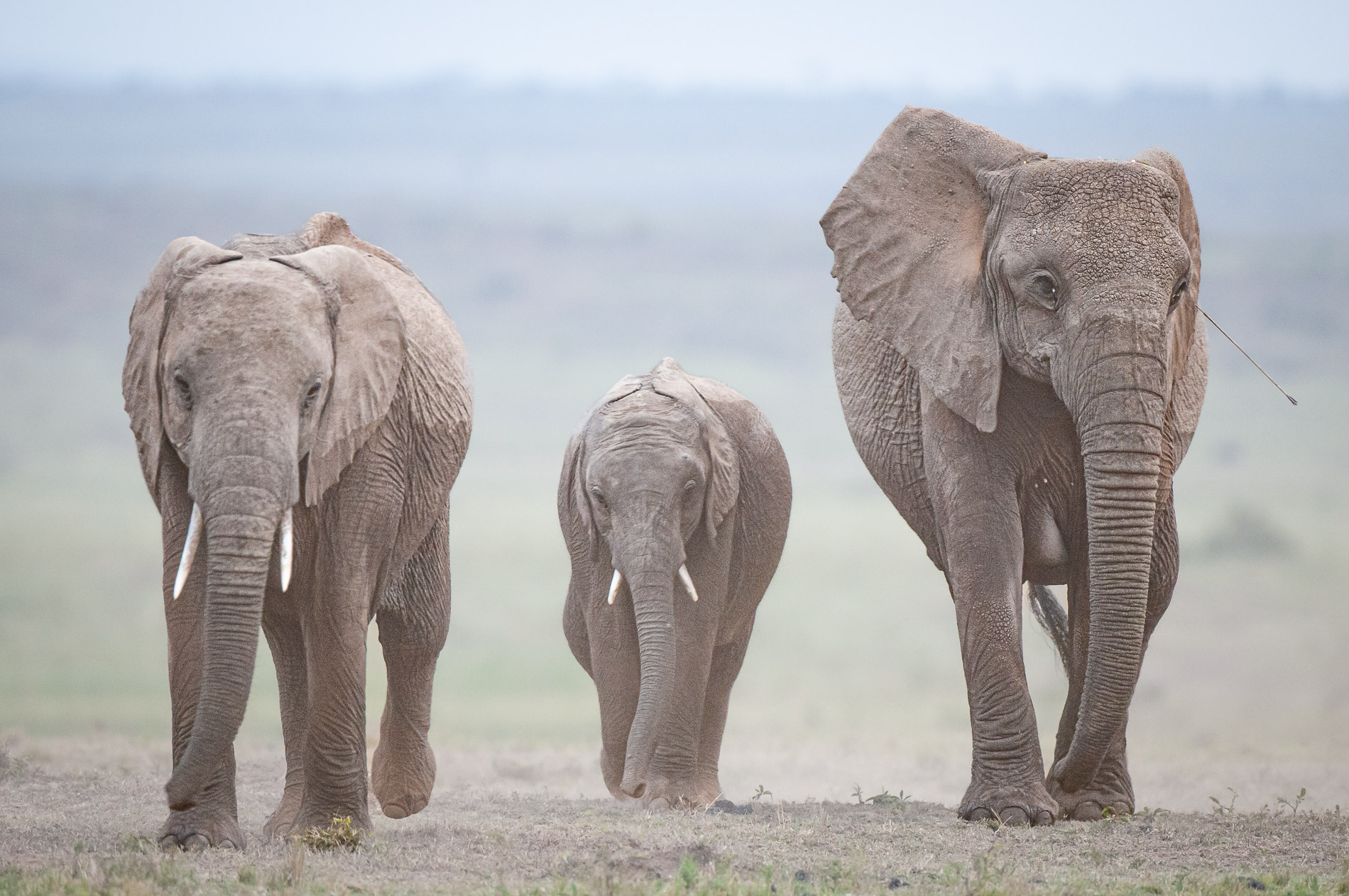 Elephante avec une fleche masaï fichée dans l'oreille. Afin de faire de la place pour leur betail, les guerriers Masaï n'hésitent pas a chasser les animaux sauvages, pourtant a l'interieur du parc.