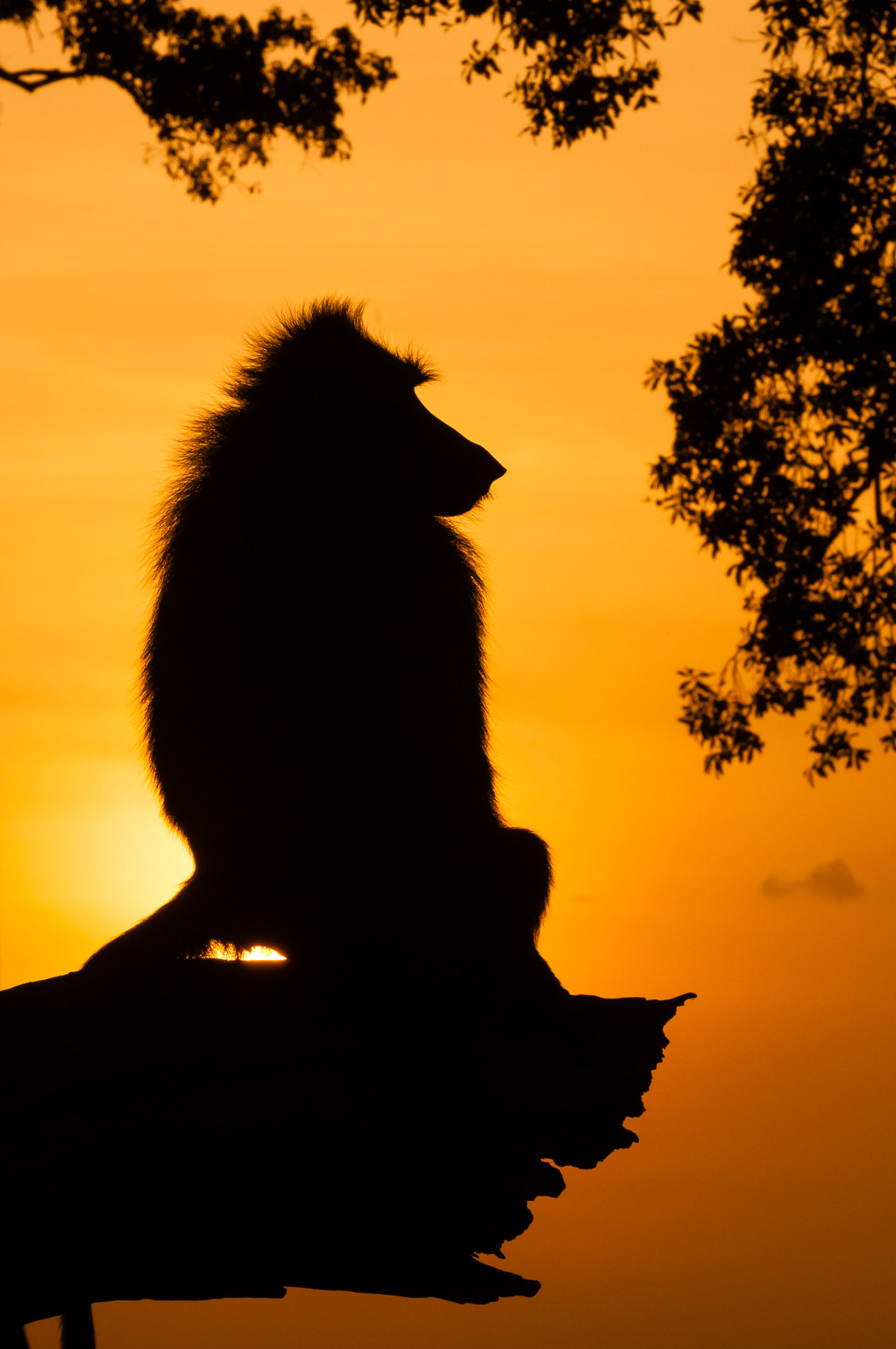 Ce babouin mâle adulte se réchauffe aux premiers rayons du soleil de Masaï-Mara, Kenya.