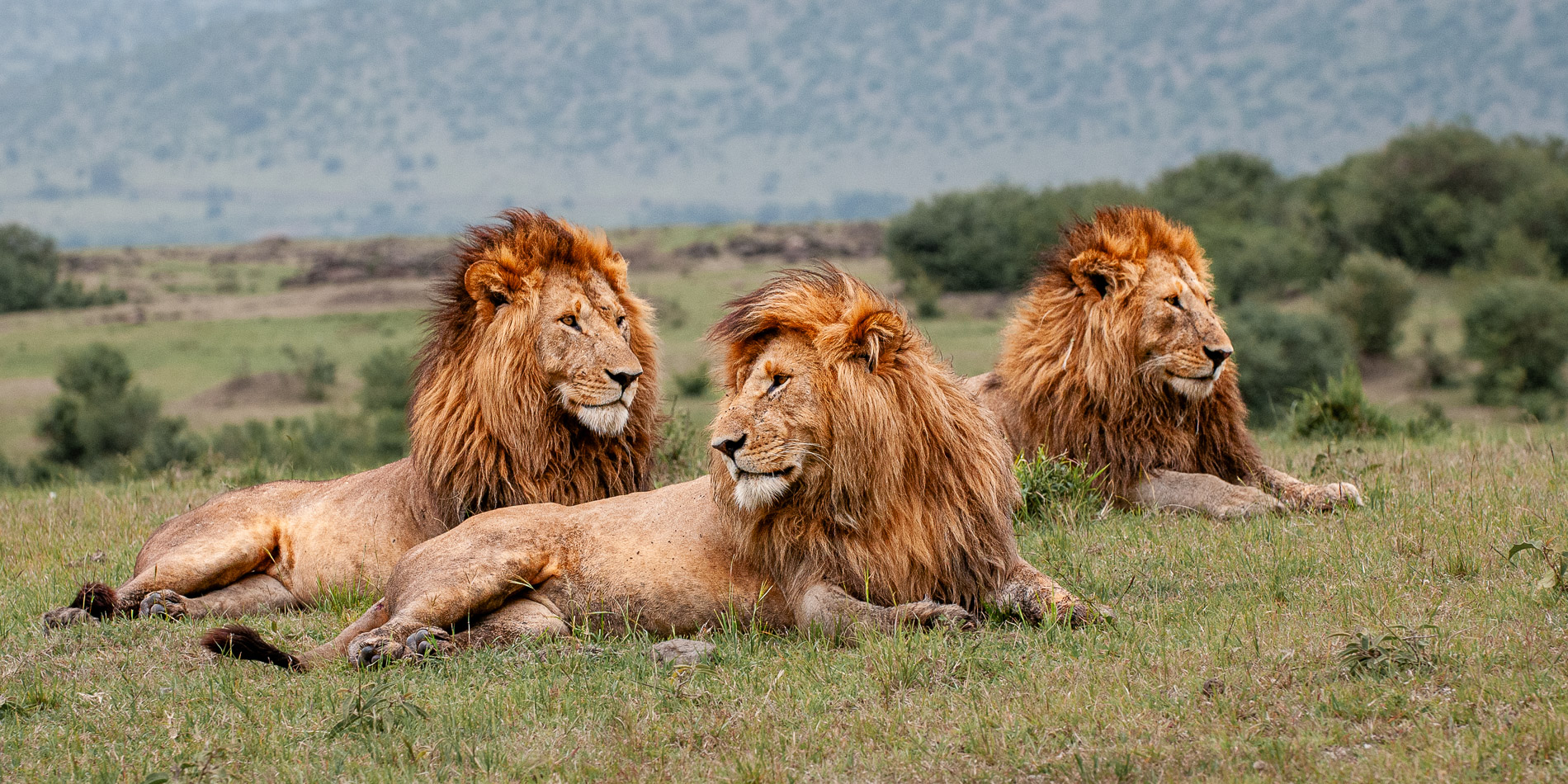 Trois Lions mâles adultes scrutant la savane du Masaï-Mara, Kenya.