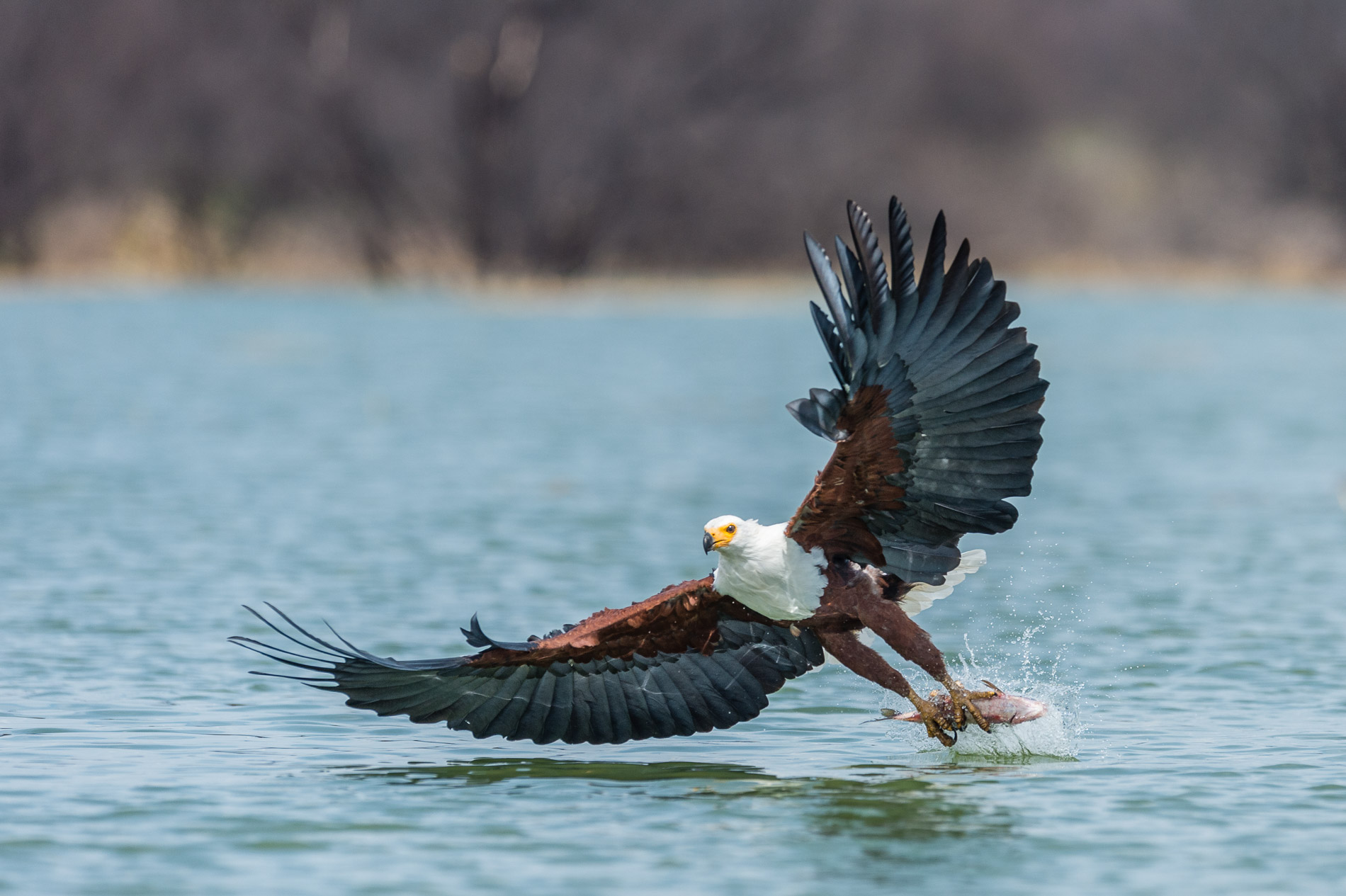 Pêche du Pygargue vocifère sur le lac Baringo, Kenya.