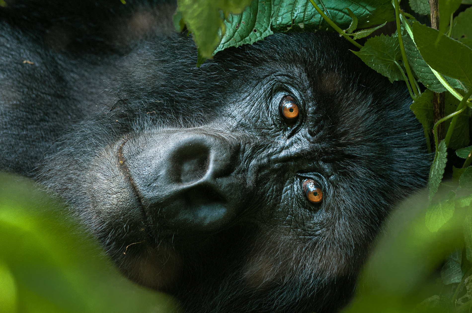 Mountain gorillas are endangered. There remain only 700 in the world, threatened by war, poaching and deforestation. Virunga National Park, Congo.