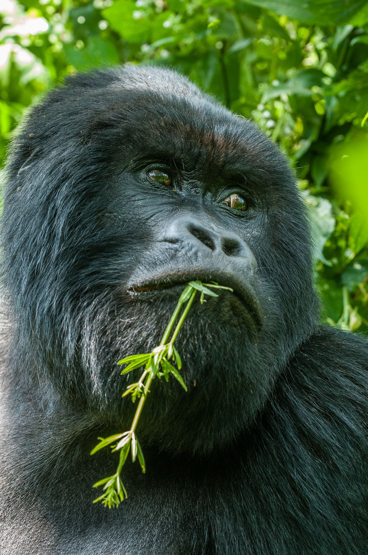 Mountain gorillas are endangered. There remain only 700 in the world, threatened by war, poaching and deforestation. Virunga National Park, Congo.