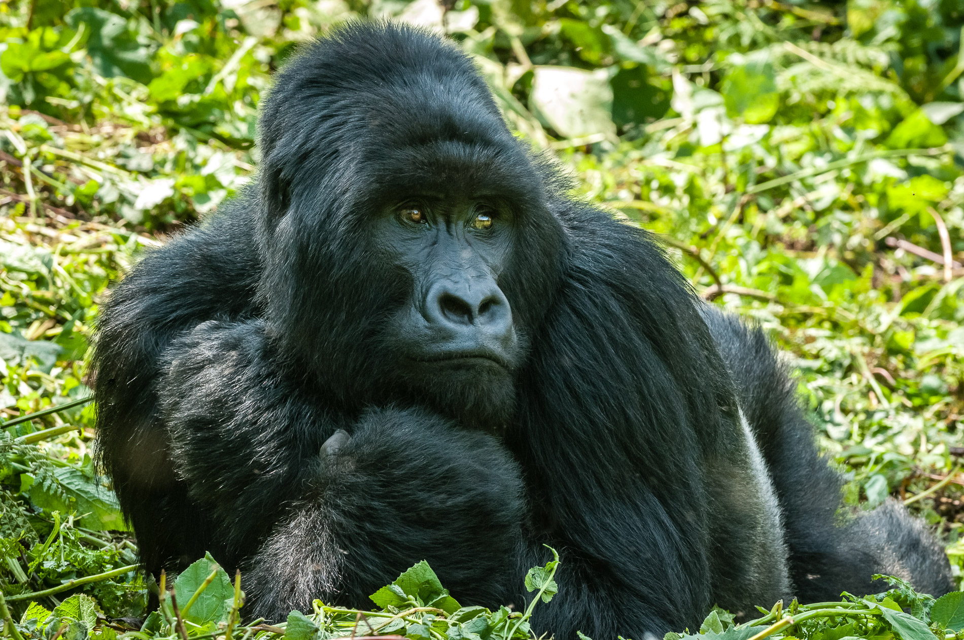 Mountain gorillas are endangered. There remain only 700 in the world, threatened by war, poaching and deforestation. Virunga, Congo.