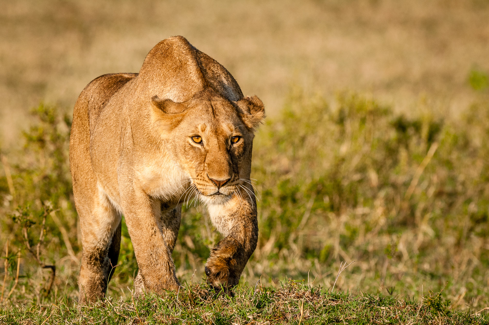 Lionne en chasse, Masaï-Mara, Kenya.