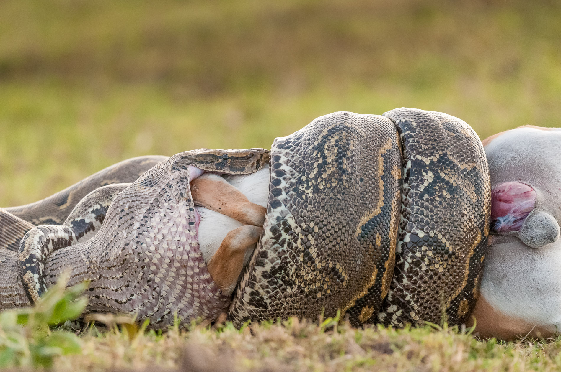 Predation d'une gazelle de thomson par un Python de seba, Masaï-Mara, Kenya.