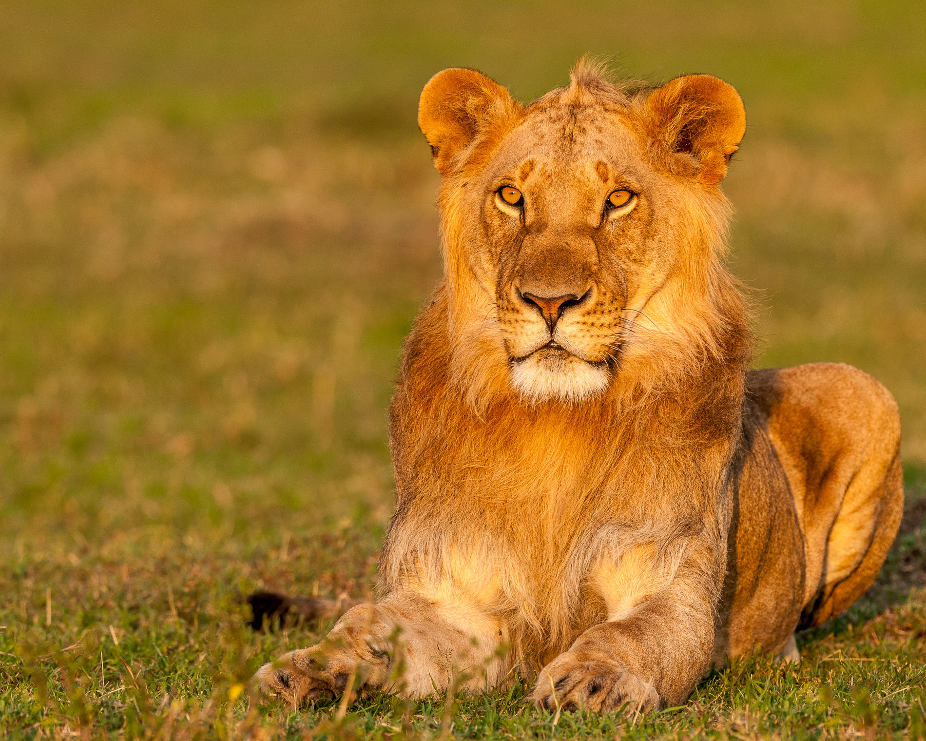 Portrait de jeune lion adulte, Masaï-Mara, Kenya.