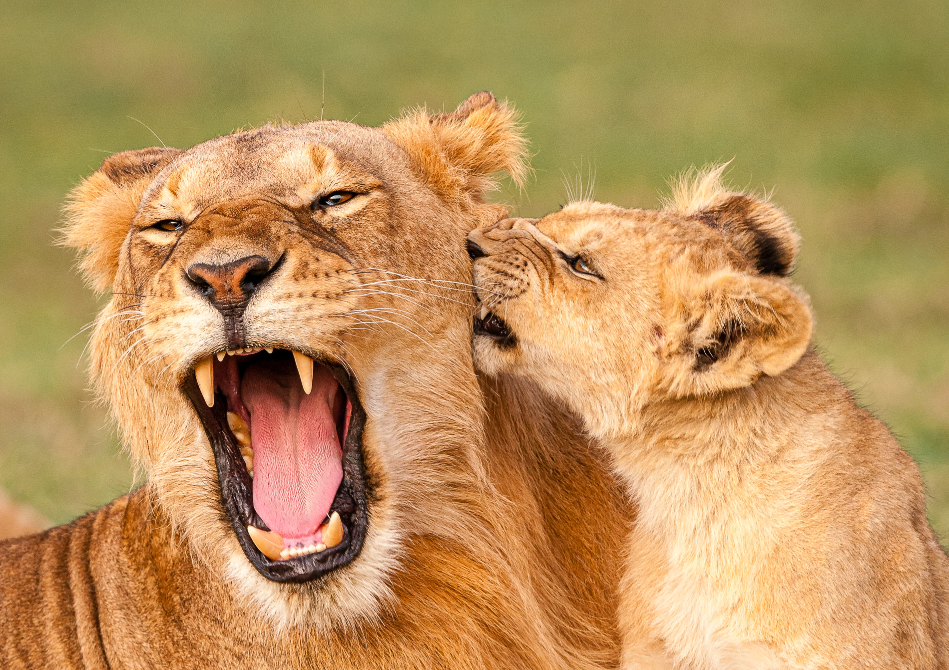 C'est le temps des jeux et de l'insouciance pour ces jeunes lionceaux en famille, Masaï-Mara, Kenya.